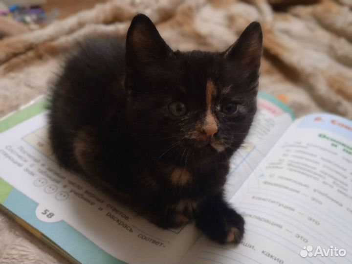 Котята в добрые руки приучены к лотку