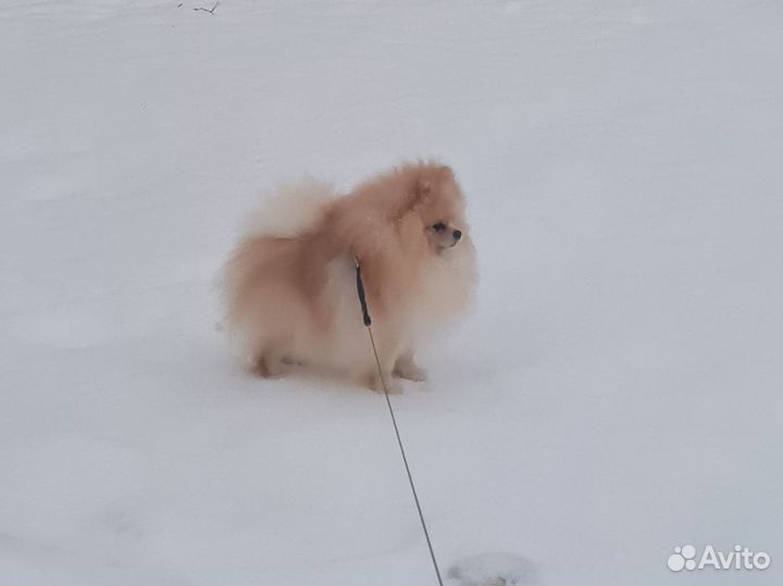 Кобель шпиц вязка