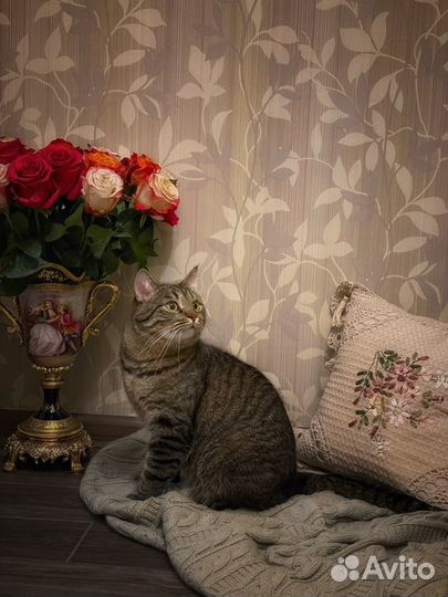 Передержка кошек