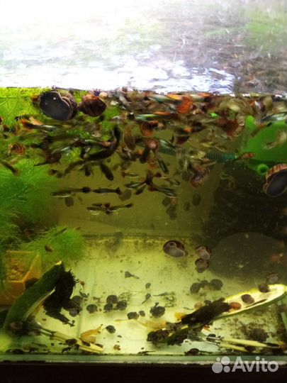 Оптом и в розницу