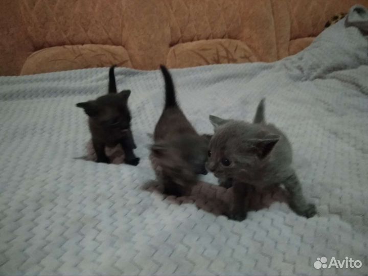 Британские табби котята в добрые руки