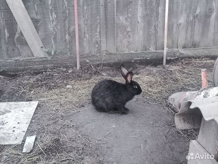 Крольчихи, кролики