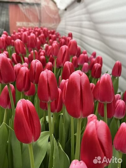 Луковицы тюльпанов для выгонки опт