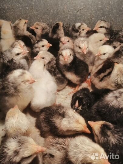 Цыплята Борковская, микс