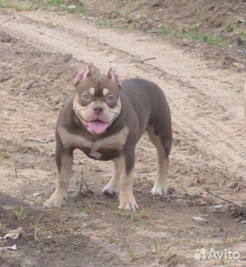 Булли девочка