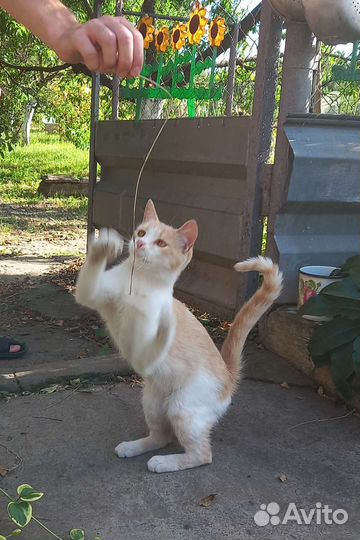 Кошка в дар бесплатно