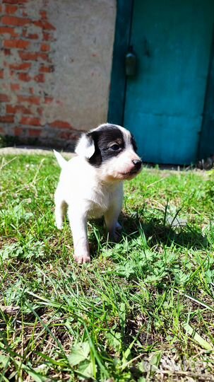 Собака девочка