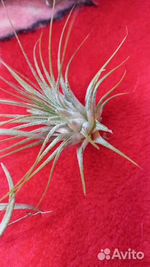 Тилландсия атмосферная