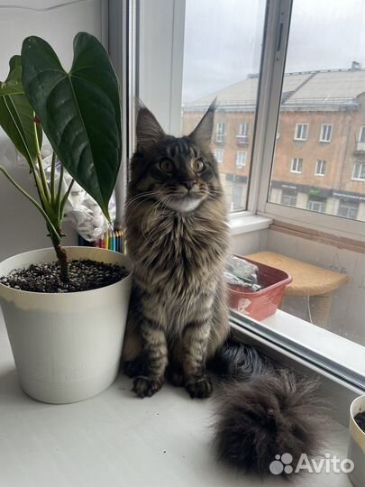 Вязка кошки мейн-кун