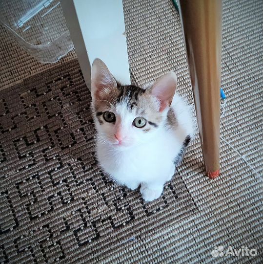 Котенок 2 месяца девочка