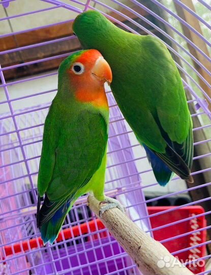 Неразлучники