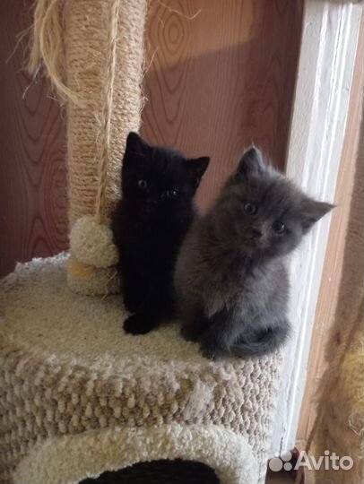 Котята в добрые руки бесплатно