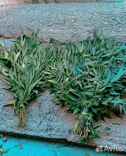 Эвкалипт для бани