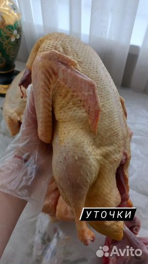 Тушки птицы