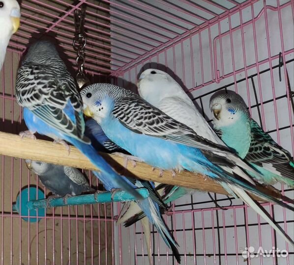 Волнистые попугаи от заводчика и др. виды