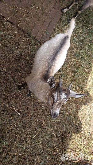 Зааненская коза