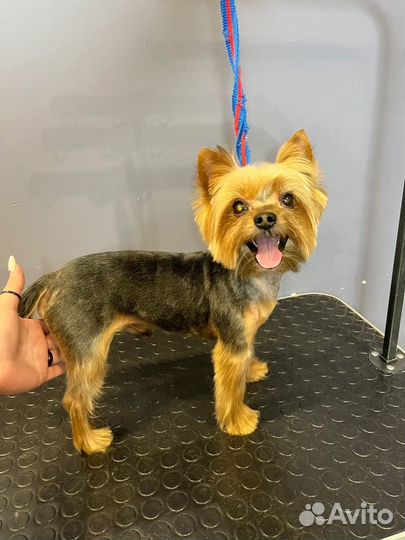 Модели на груминг