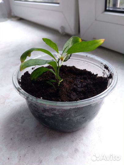 Соланум цветок, отросток (рассада)