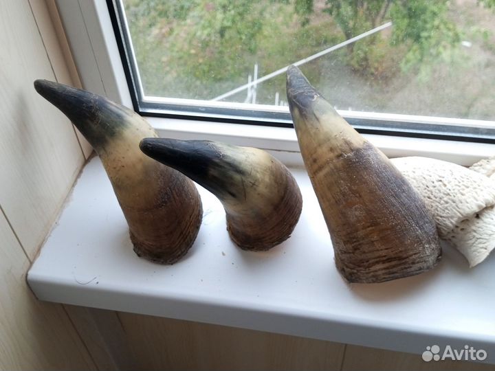 Рога, подрожники