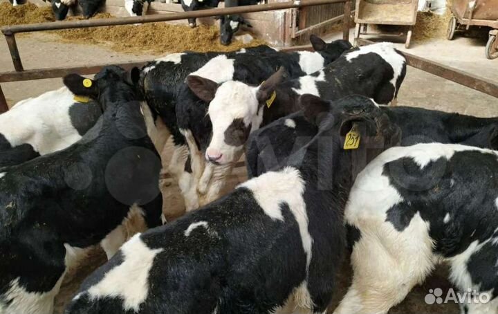 Бычки и телки