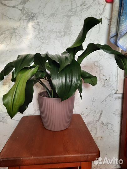 Эухарис амазонская лилия