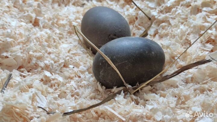 Утка Каюга- семья