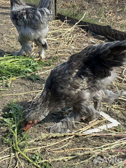 Петушки брама