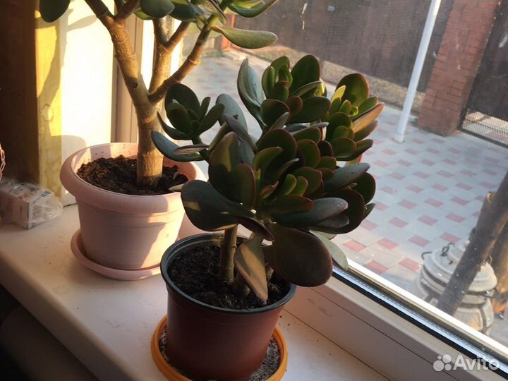 Толстяка, денежное дерево