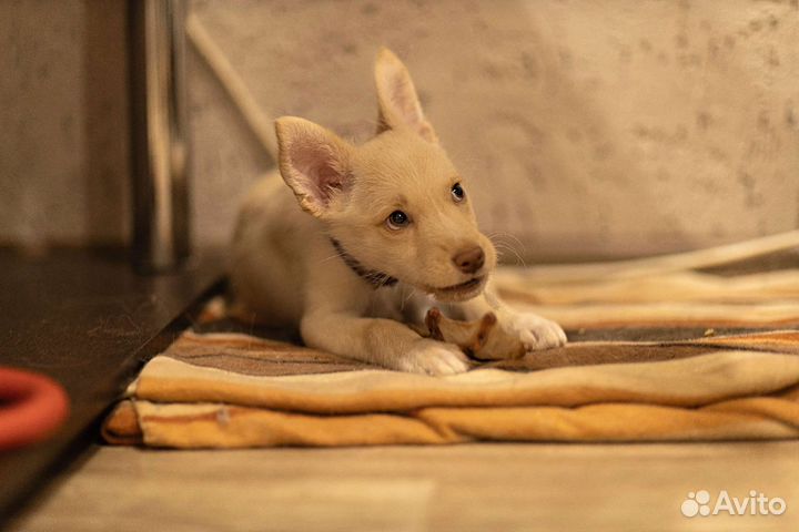 Щенок от небольшой собачки