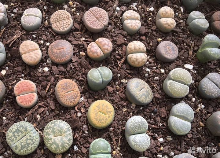 Литопсы живые камни смесь семян 10 шт суккуленты