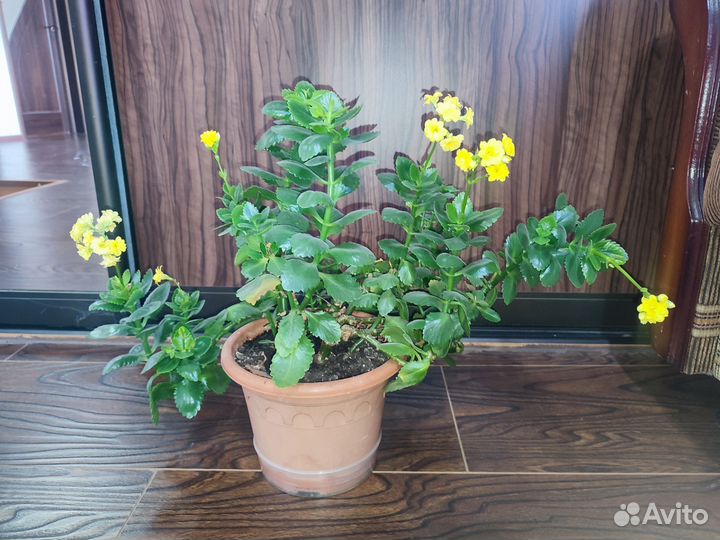 Каланхое желтый