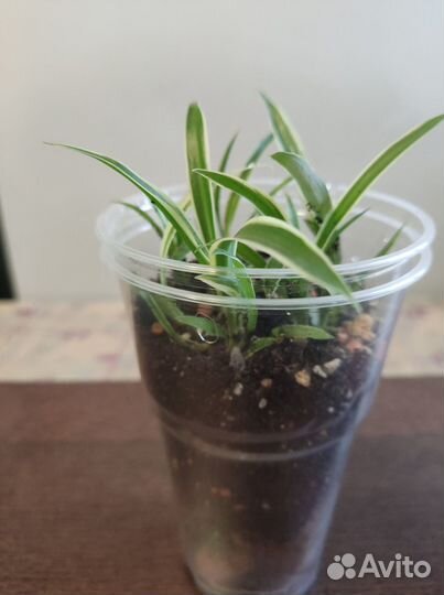 Хлорофитум