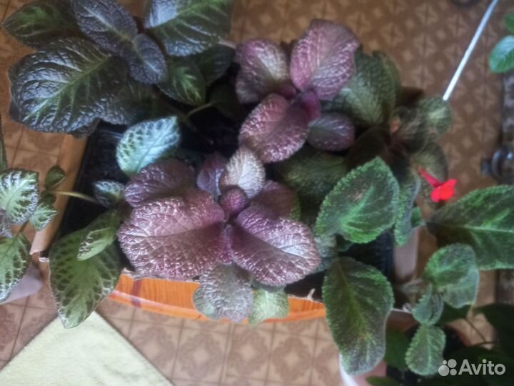 Клеродендрум эписции