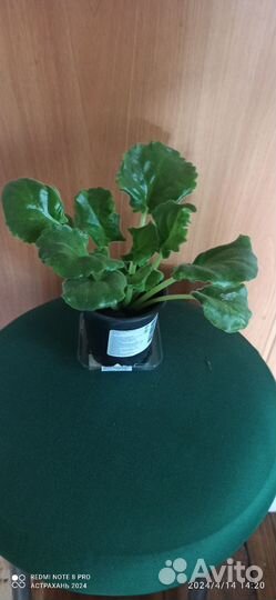 Детки сортовой фиалки