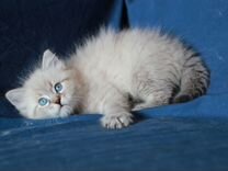 Невские маскараднын и сибирские котята