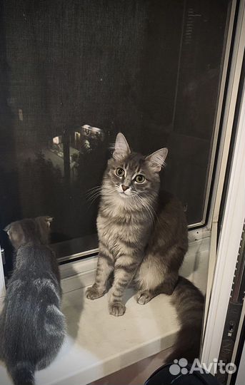 Ангорская кошка в добрые руки