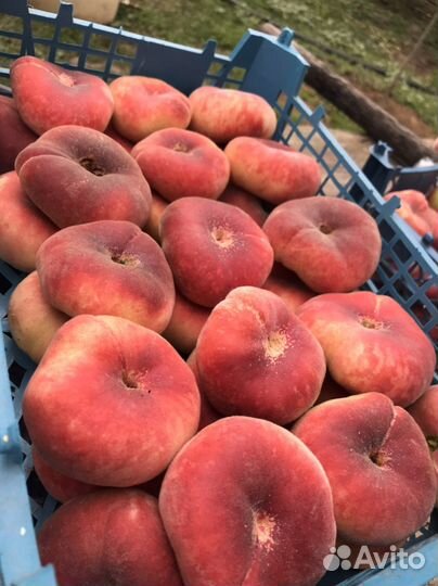 Персик инжирный