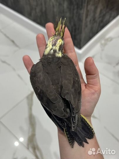 Попугай корелла птенец ручной