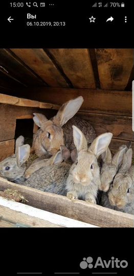 Крольчата