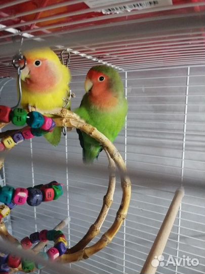 Пара неразлучников