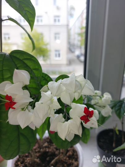 Клеродендрум госпожи томпсон