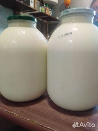 Продам Быка