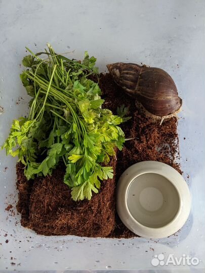 Улитка ахатина белая