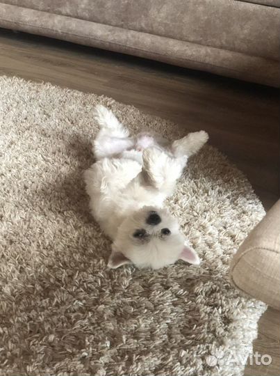 Вязка мальтез