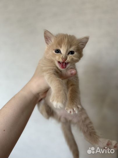 Котята бесплатно