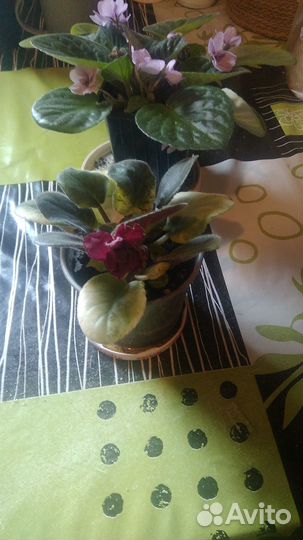 Сортовые фиалки