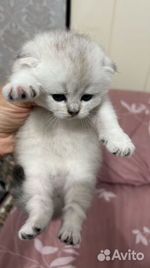 Шотландские котята