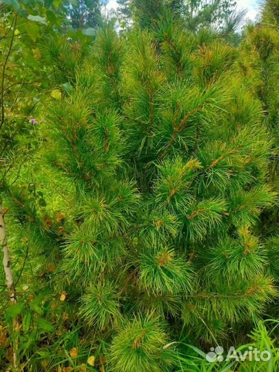 Саженцы хвойных пород деревьев