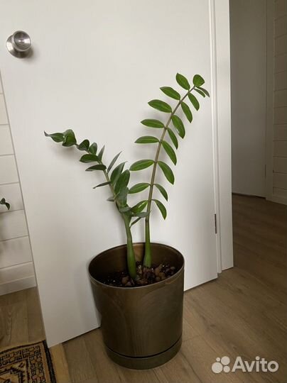 Замиокулькас