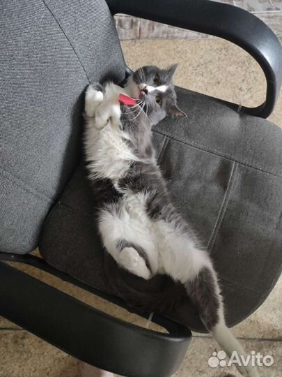 Галстук для Кота